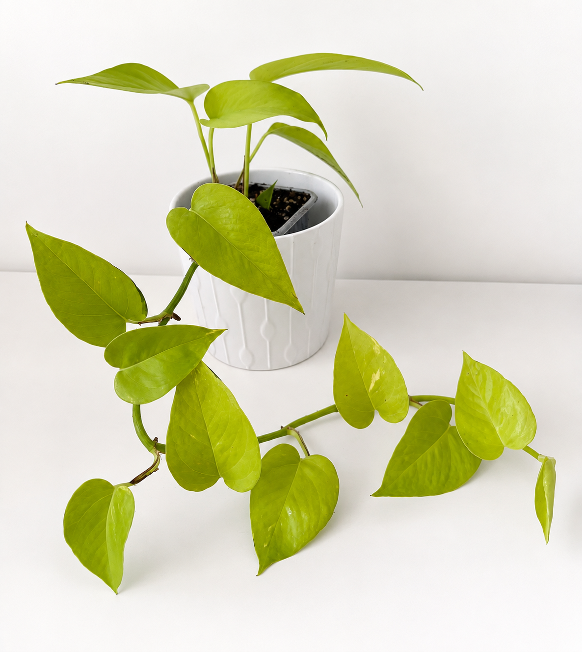 Epipremnum aureum Neon