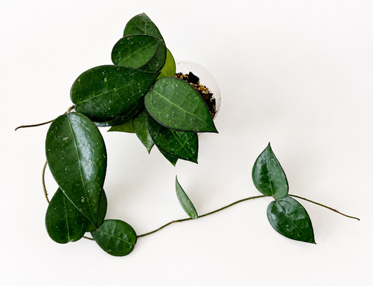Hoya Parasitica Black Margin