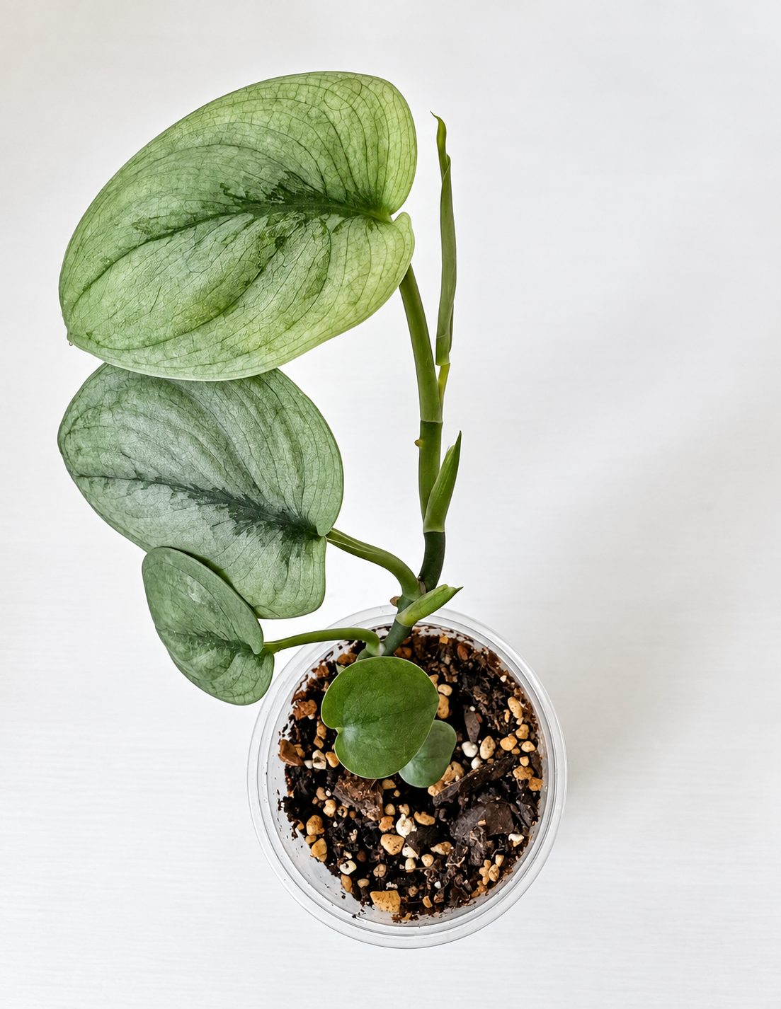 Scindapsus Silver Hero