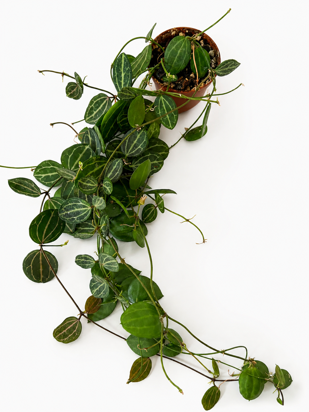 Dischidia Ovata Watermelon