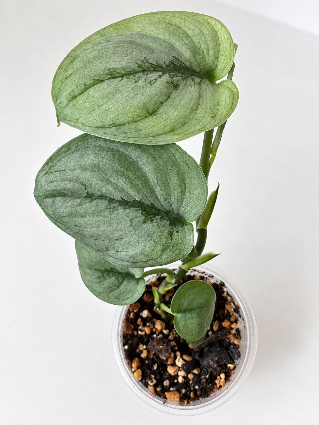 Scindapsus Silver Hero