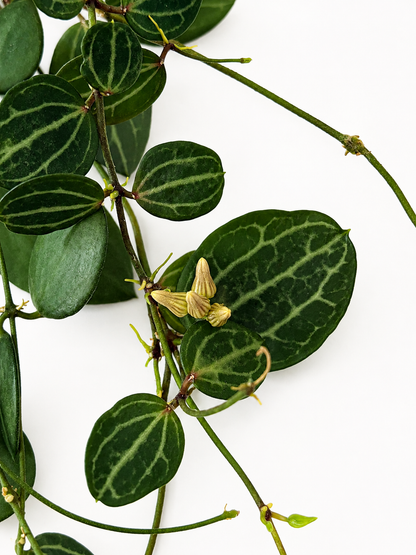 Dischidia Ovata Watermelon