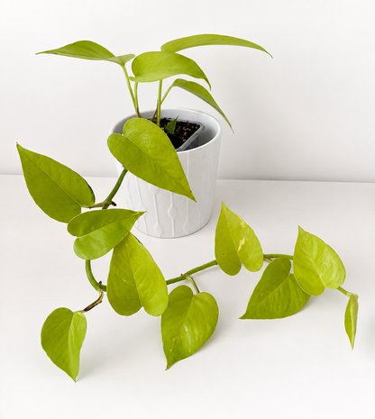 Epipremnum aureum Neon