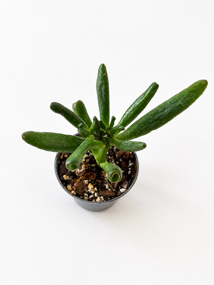 Crassula ovata Gollum - Šrekovo ucho