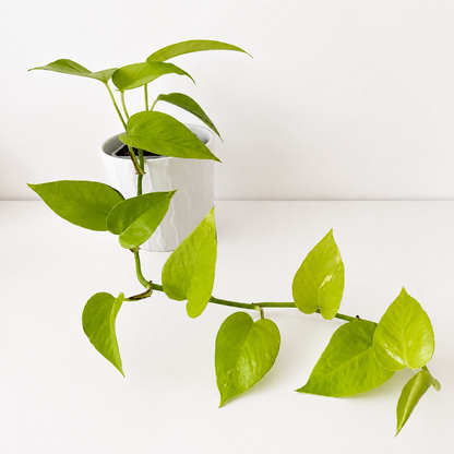 Epipremnum aureum Neon