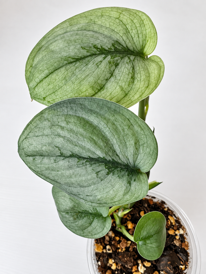 Scindapsus Silver Hero