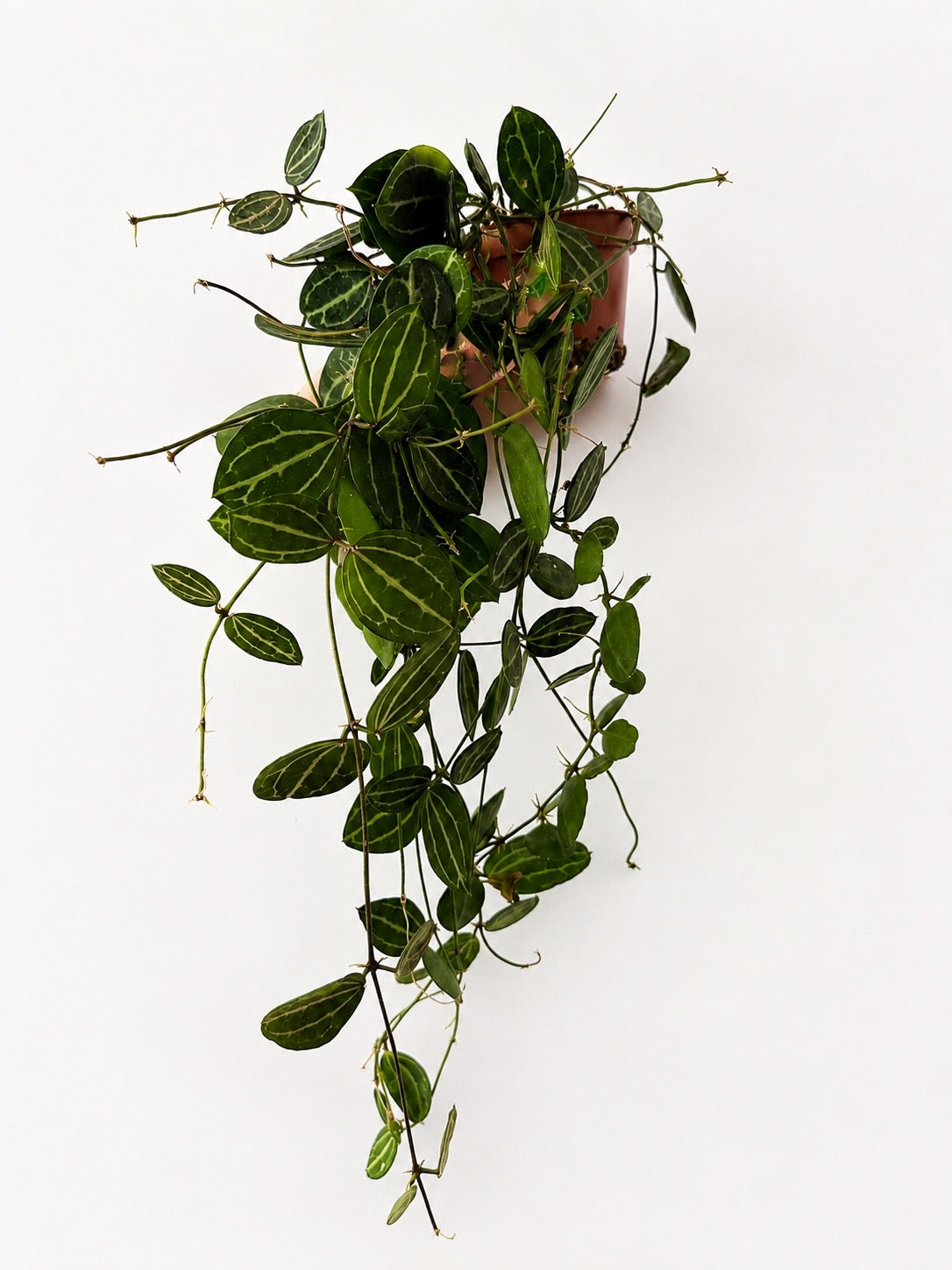 Dischidia Ovata Watermelon