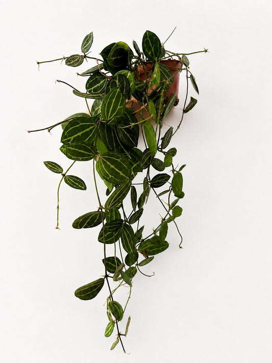 Dischidia Ovata Watermelon