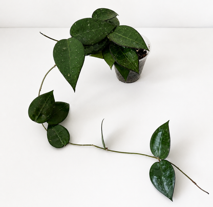 Hoya Parasitica Black Margin