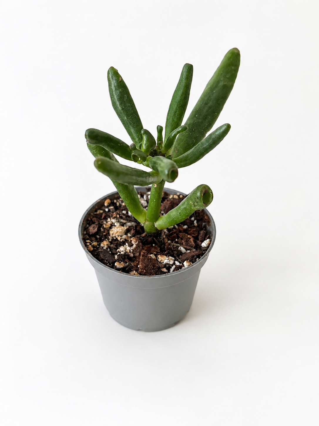 Crassula ovata Gollum - Šrekovo ucho